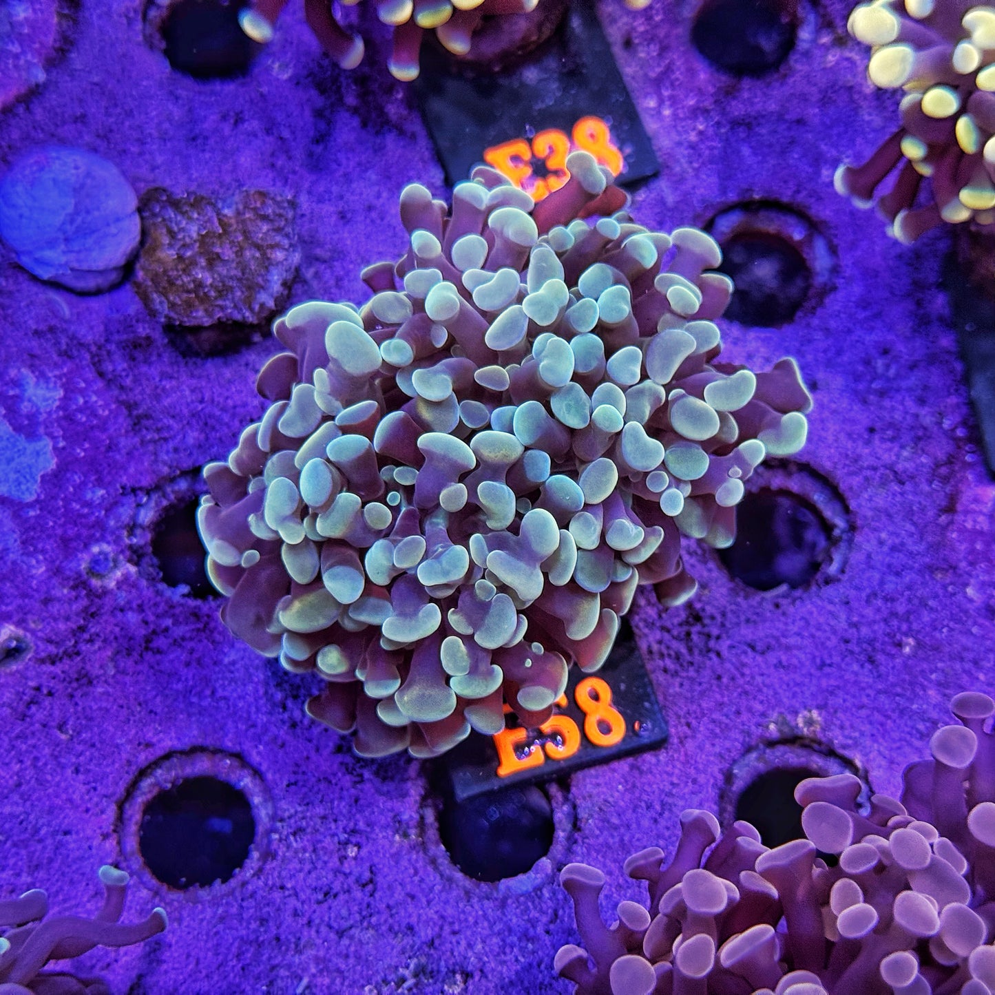 WYSIWYG Indo Green Gold Double Head Hammer - E58