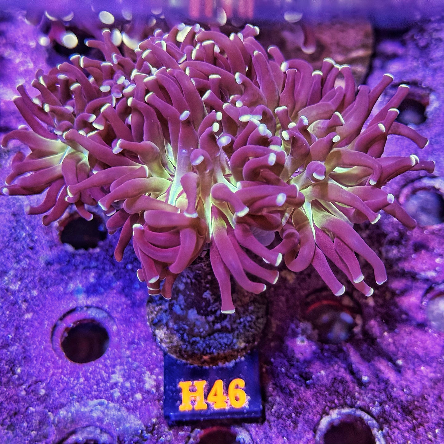 WYSIWYG Indo Purple Splitting Five Head Hammer - H46