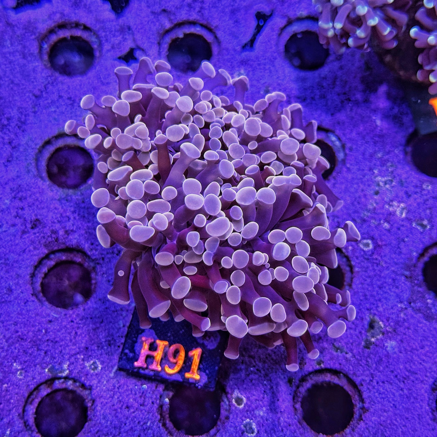 WYSIWYG Indo Pink Purple Four Head Hammer - H91
