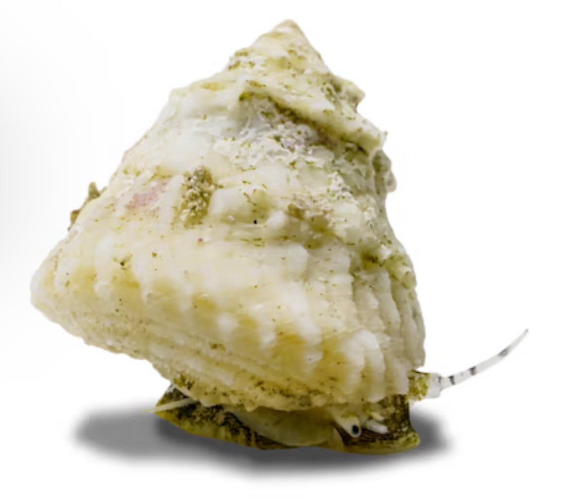 Astraea Turbo Snail (Astraea tecta)