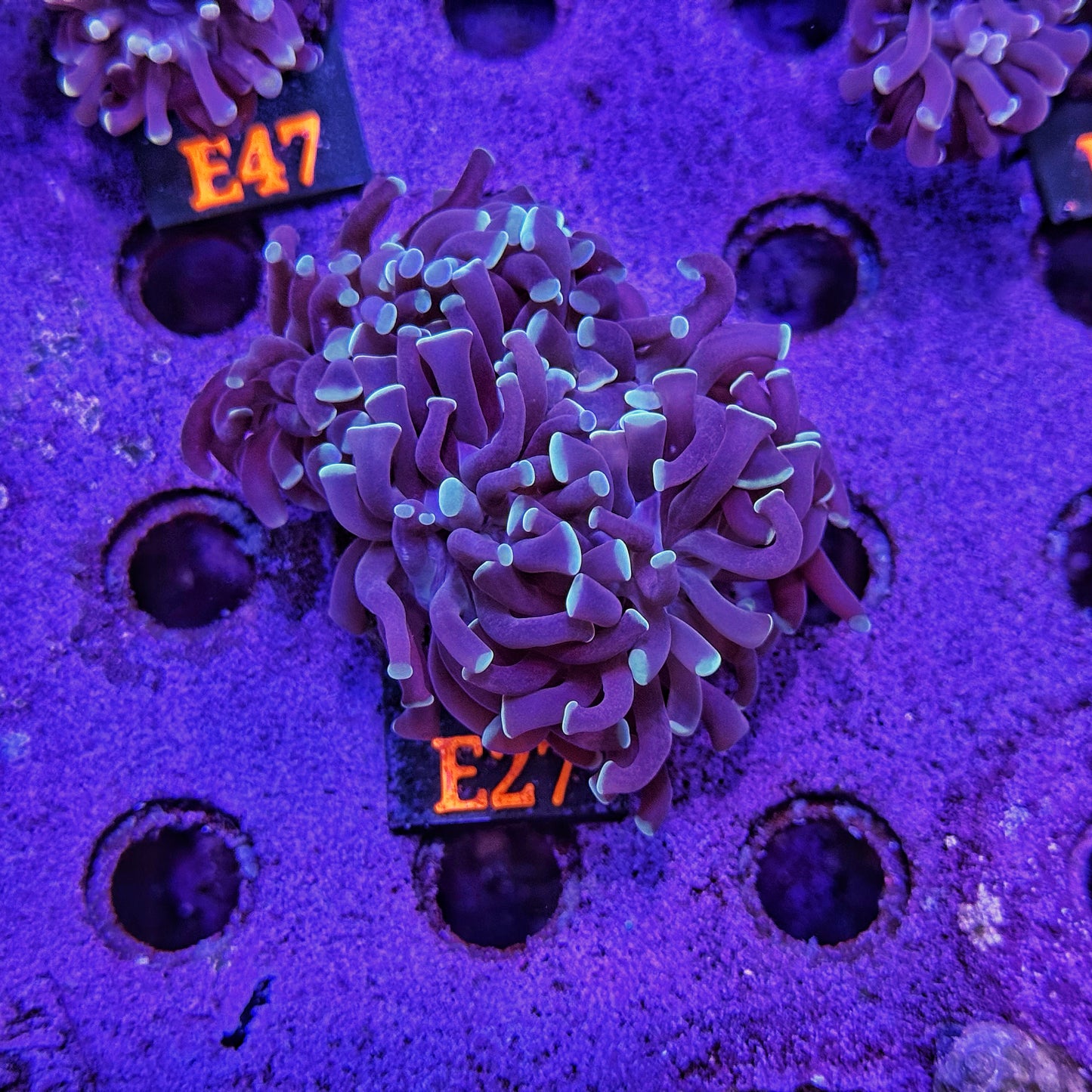 WYSIWYG Indo Purple Blue Tip Splitting Triple Head Hammer - E27