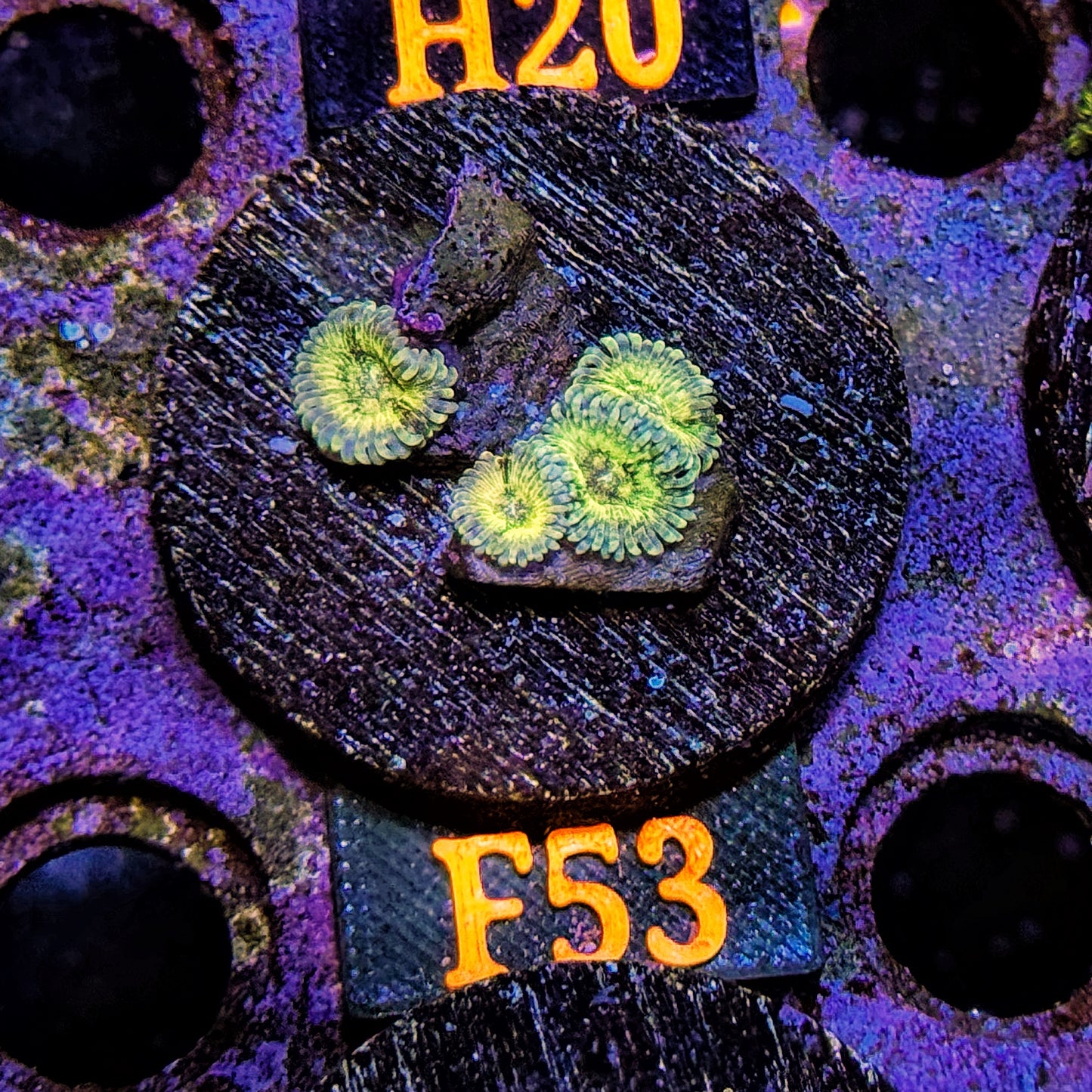 WYSIWYG Ultra Zoa Zoanthid Zoanthids zoas Soft Coral F53