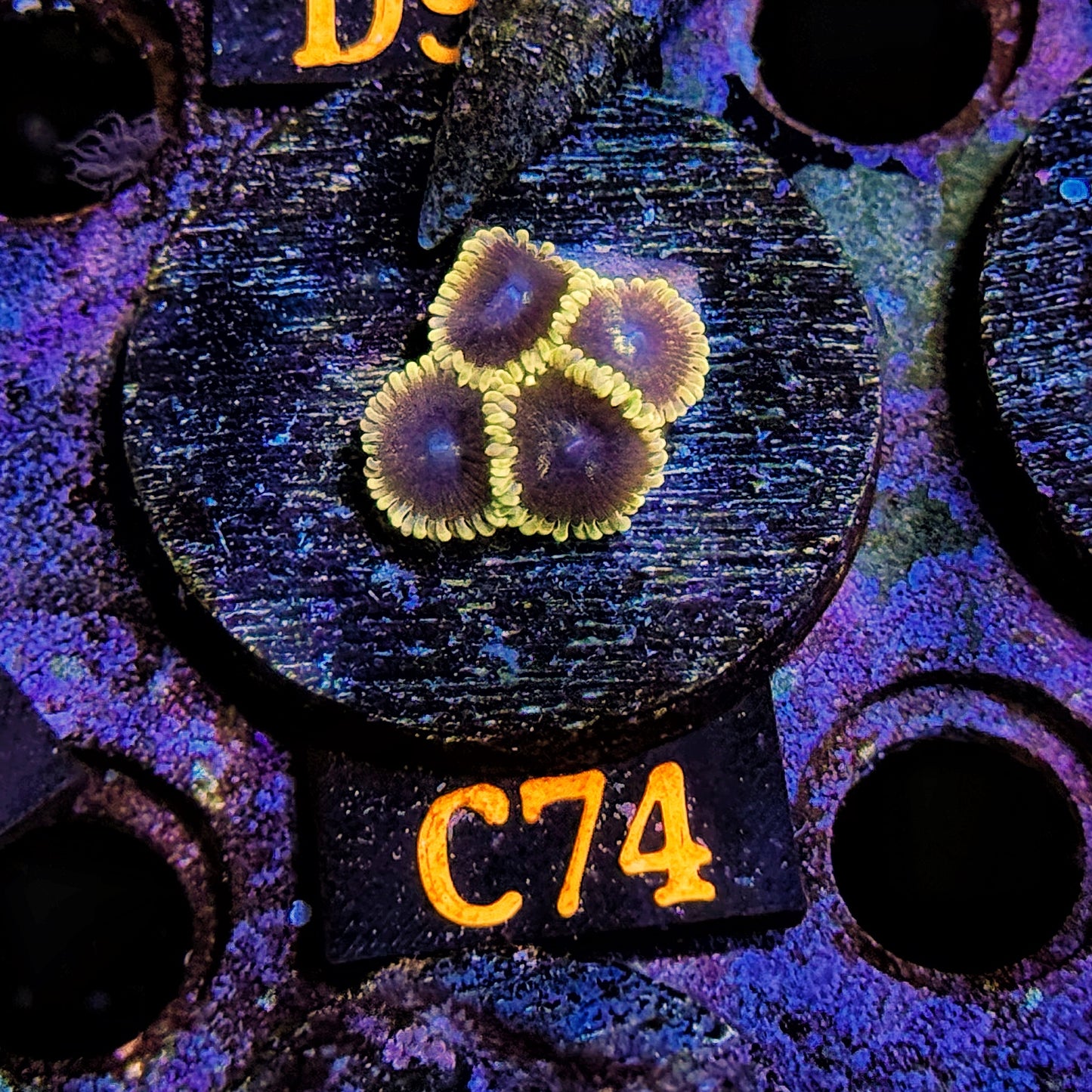 WYSIWYG Ultra Zoa Zoanthid Zoanthids zoas Soft Coral C74