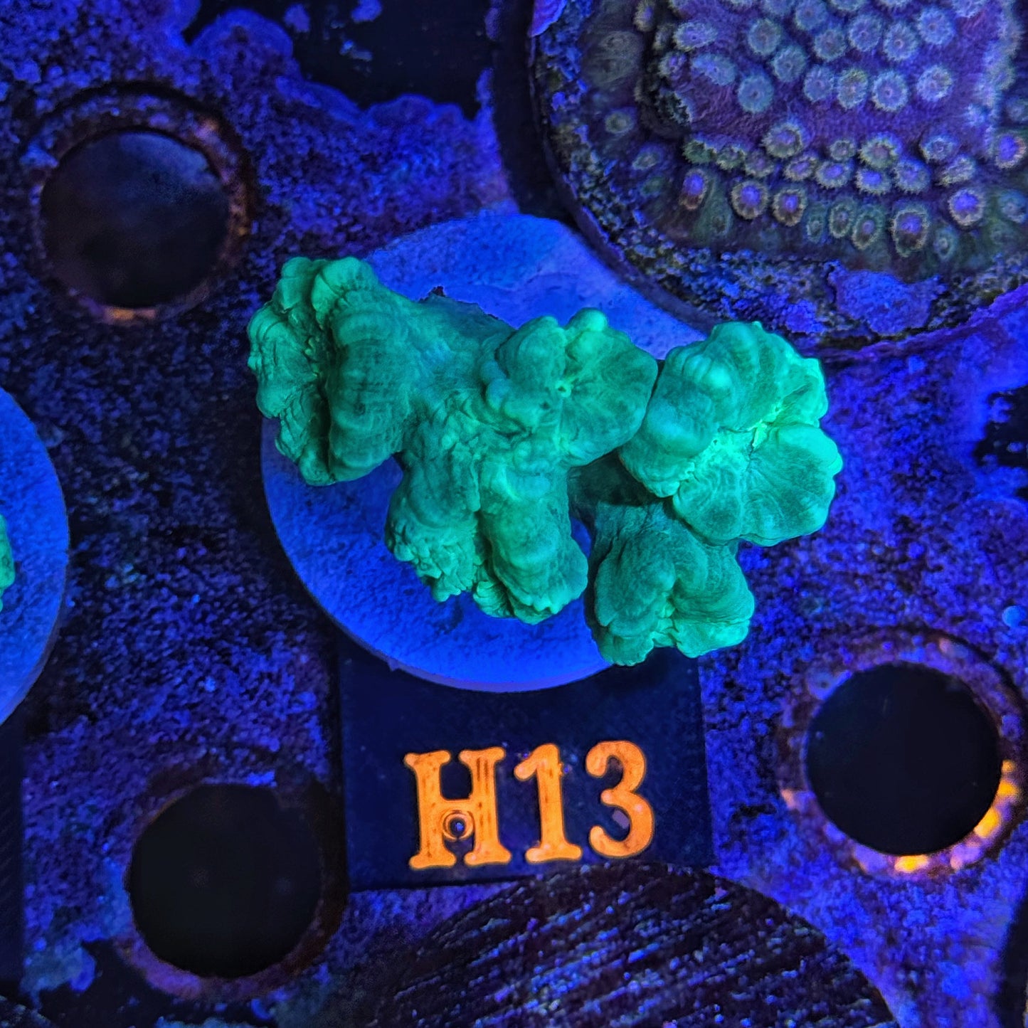 WYSIWYG Candy Cane H13 Trumpet Coral Multiple Heads