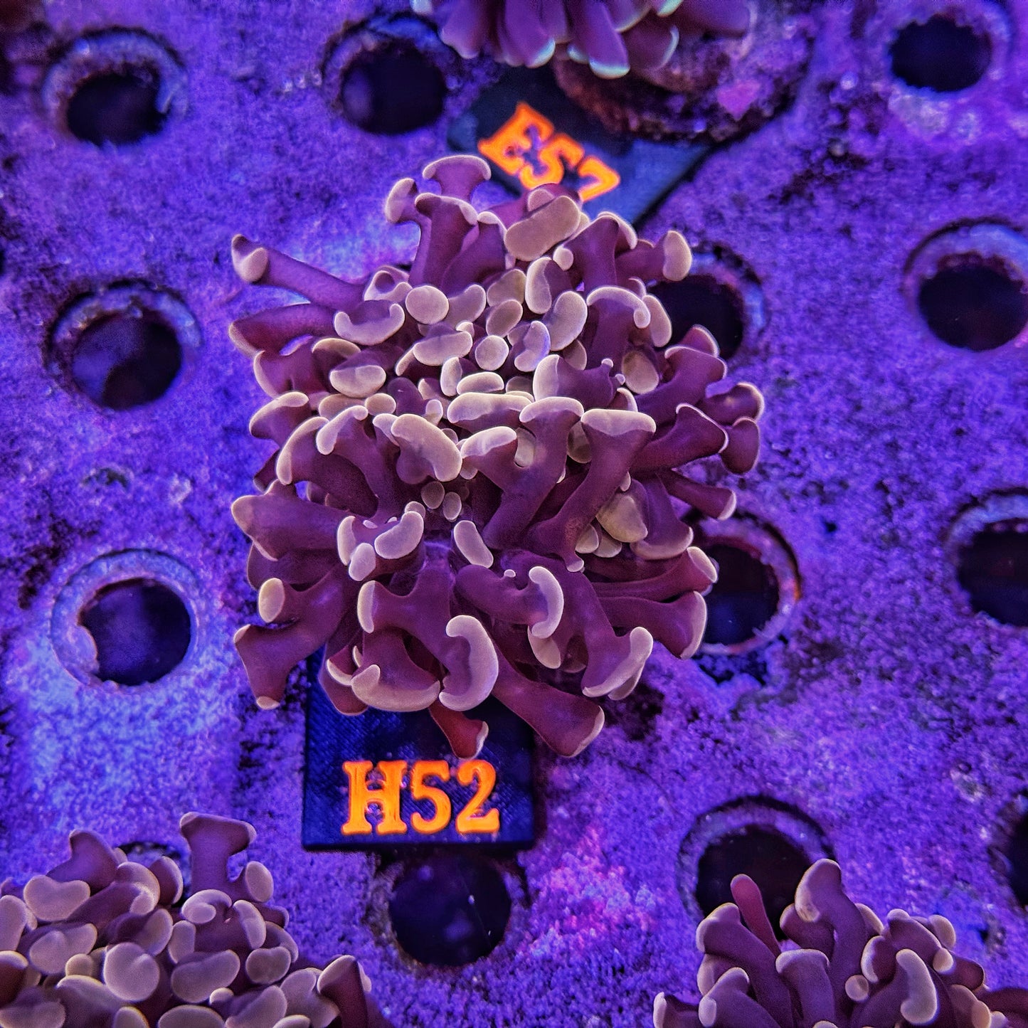 WYSIWYG Indo Peach Purple Double Head Hammer - H52