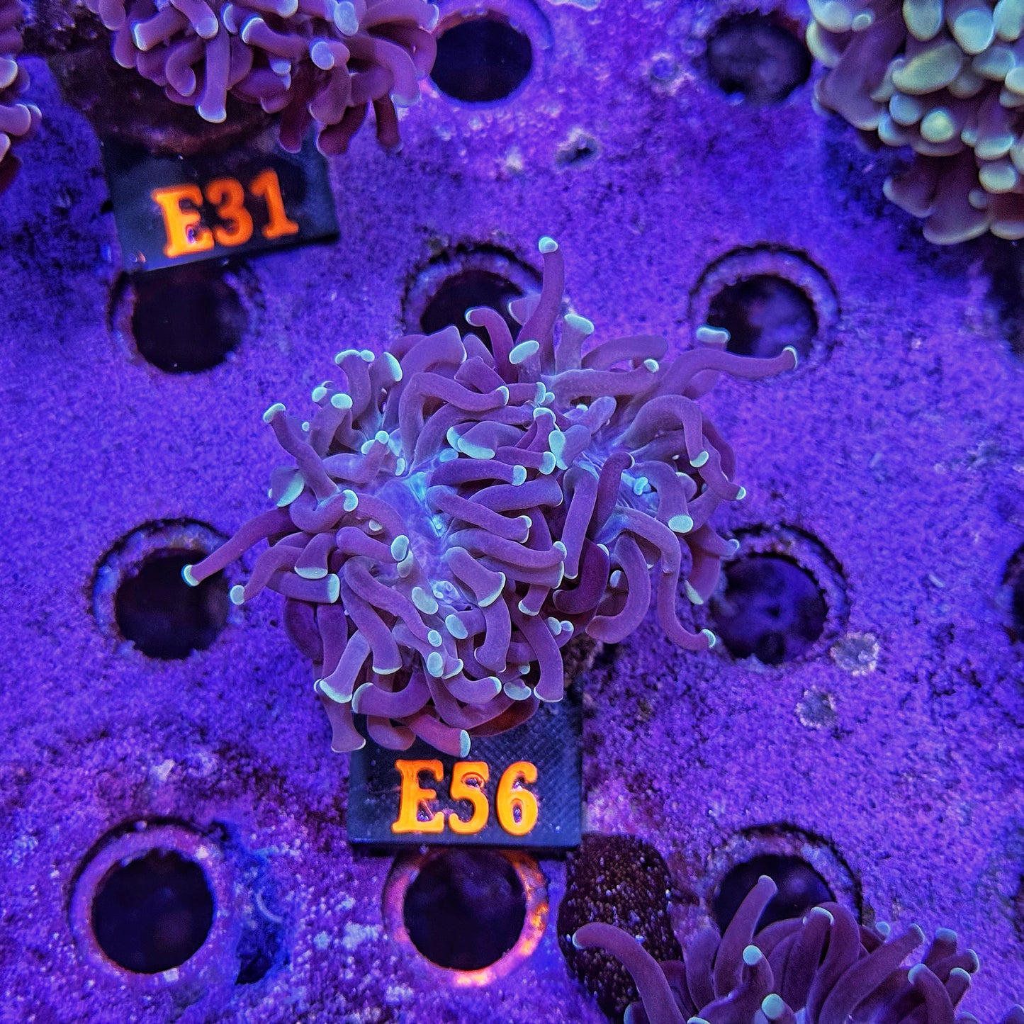 WYSIWYG Indo Purple Blue Tip Double Head Hammer - E56