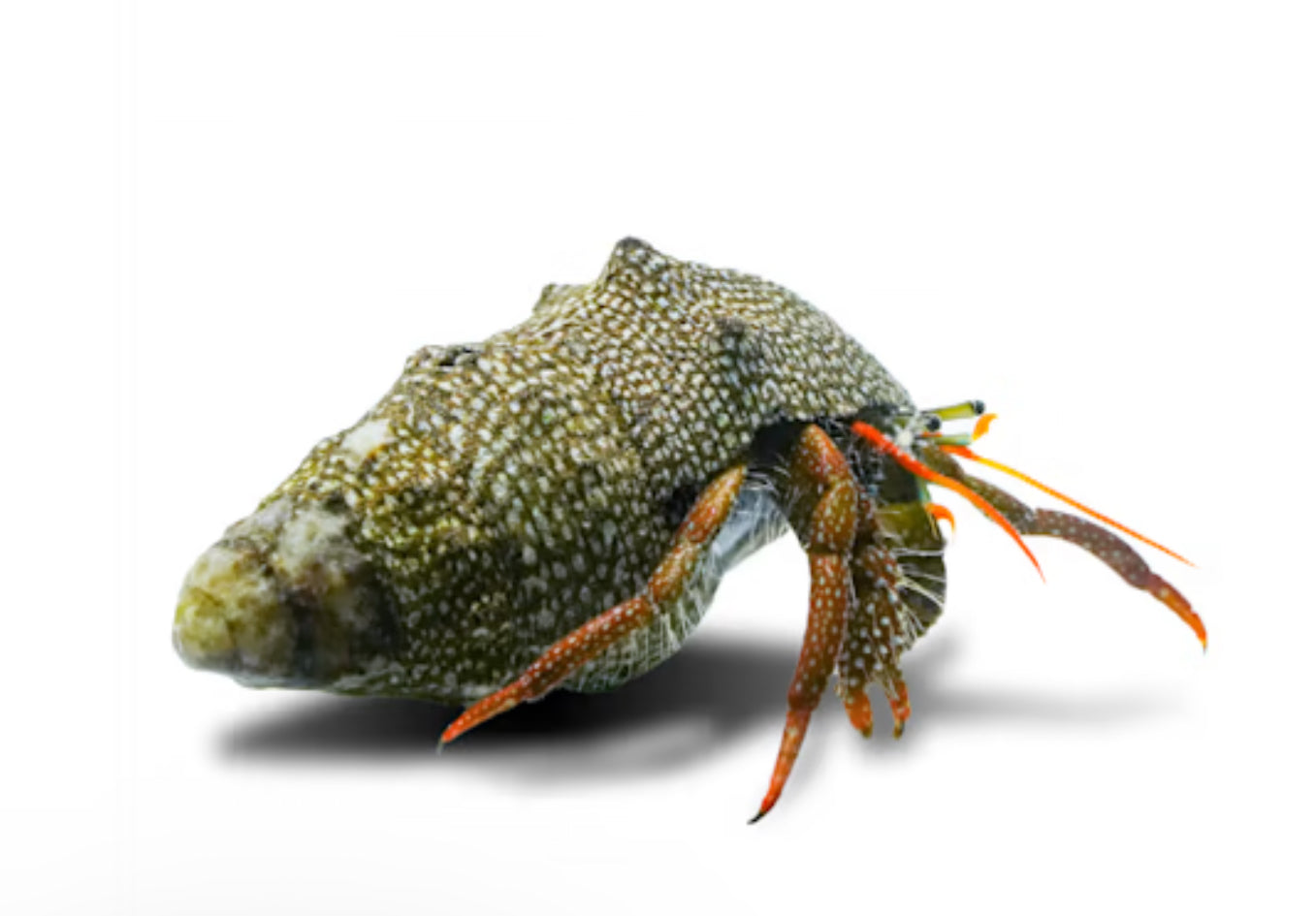 Red Tip Hermit Crab (Clibanarius digueti)