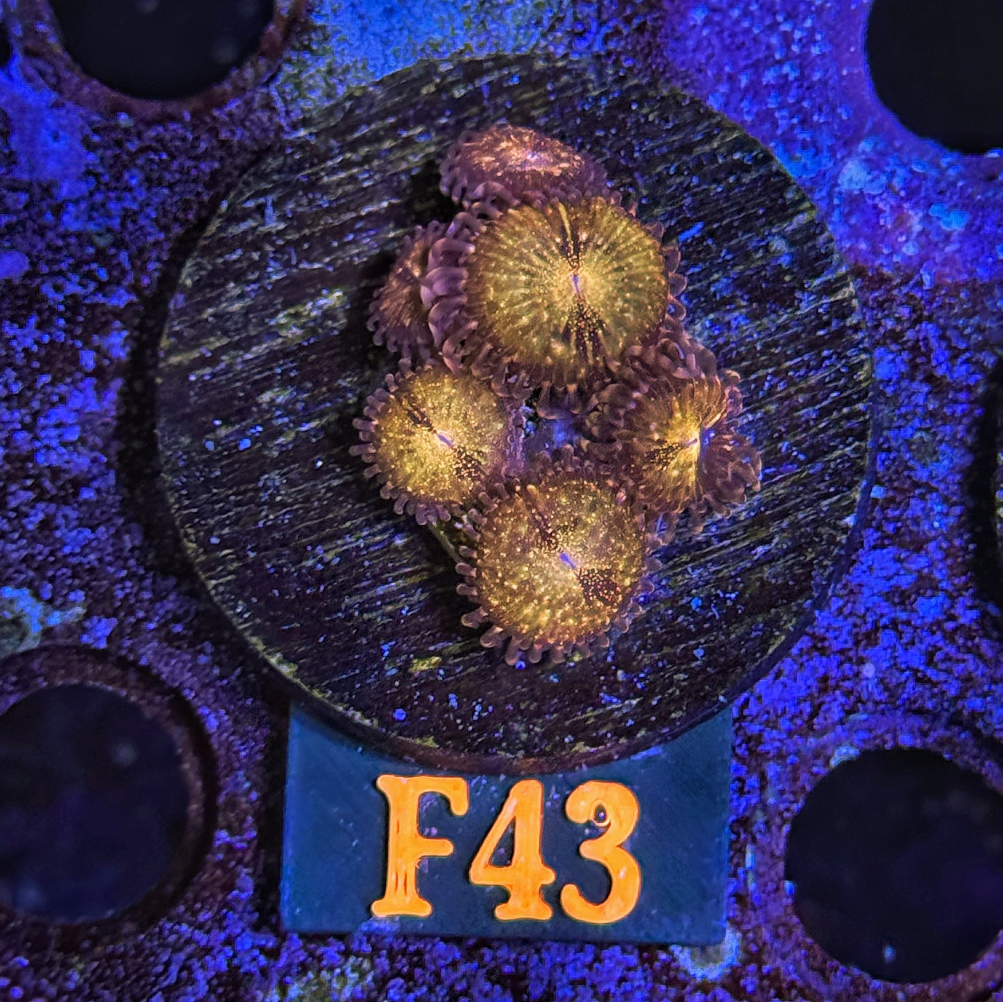 WYSIWYG Pandora Pandoras Zoa Zoanthid Zoanthids zoas Soft Coral F43