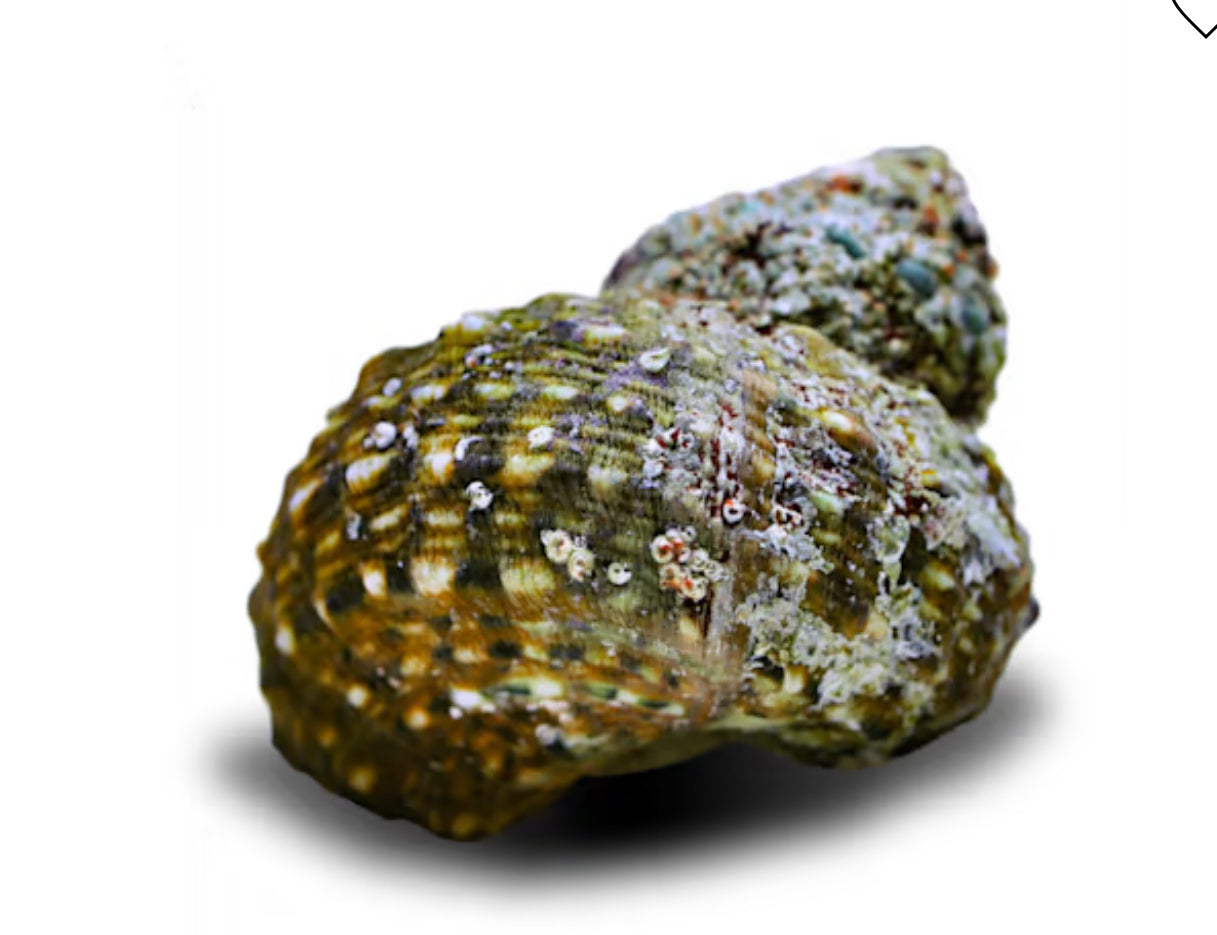 Turbo Snail (Turbo fluctuosus)