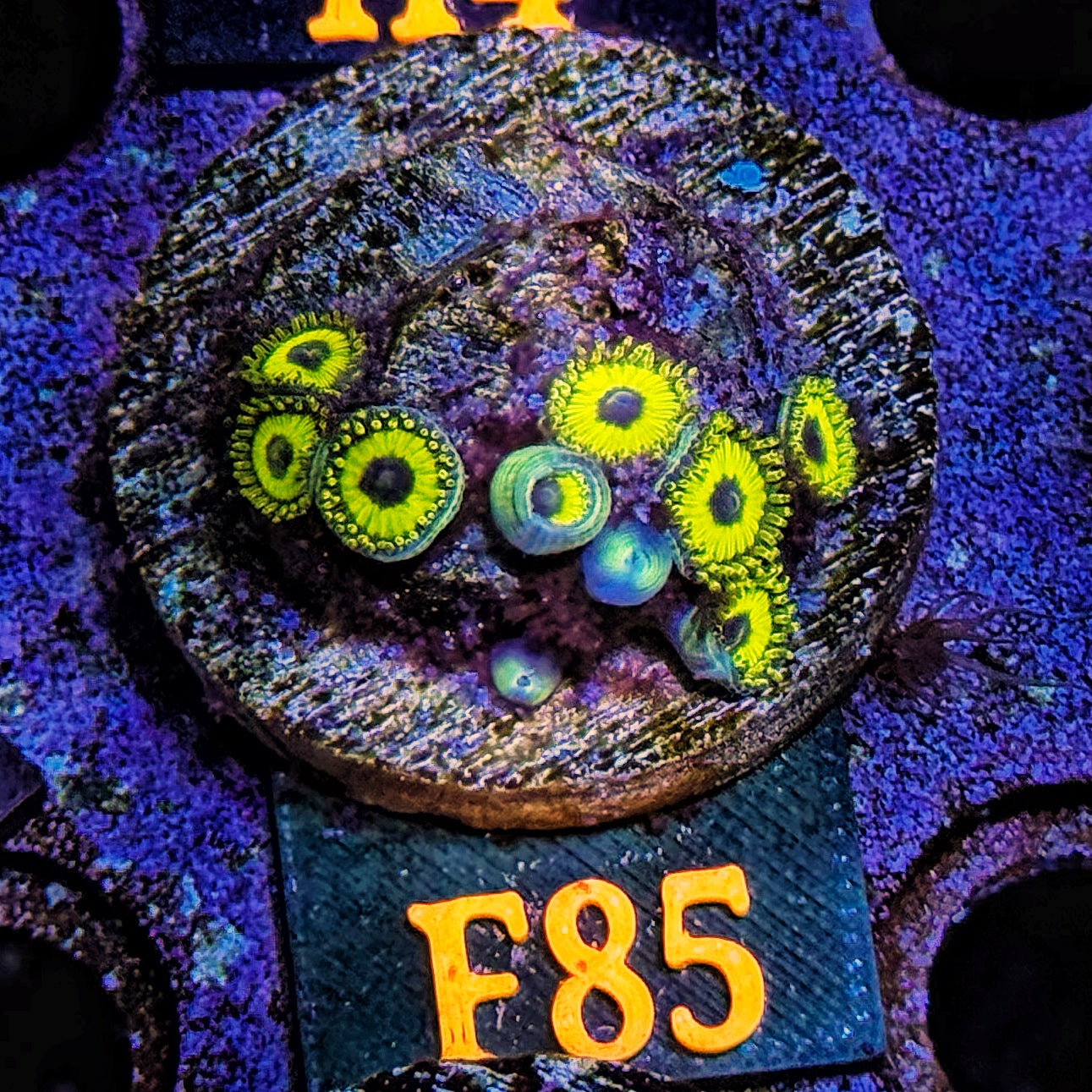 WYSIWYG Scrambled Eggs Zoa Zoanthid Zoanthids zoas Soft Coral F85
