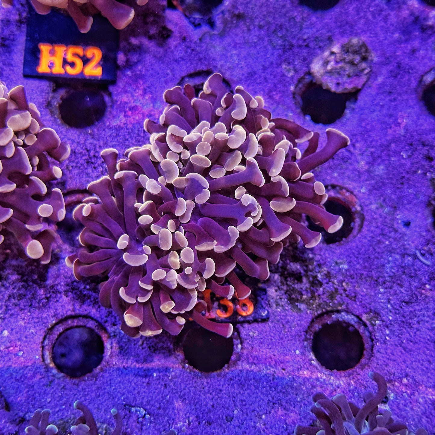 WYSIWYG Indo Peach Purple Triple Head Hammer - H38