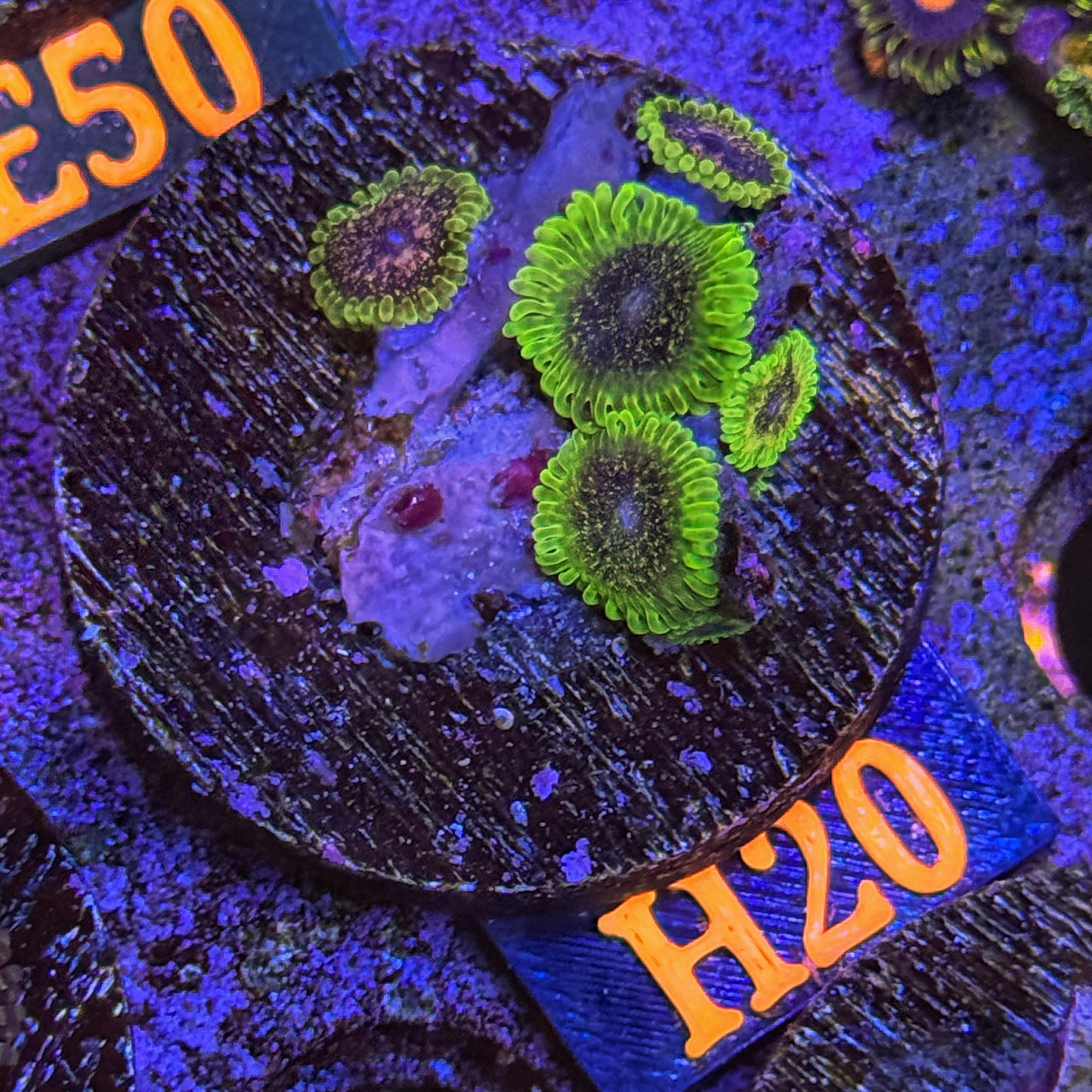 WYSIWYG Comet Combustion Zoa Zoanthid Zoanthids zoas Soft Coral H20