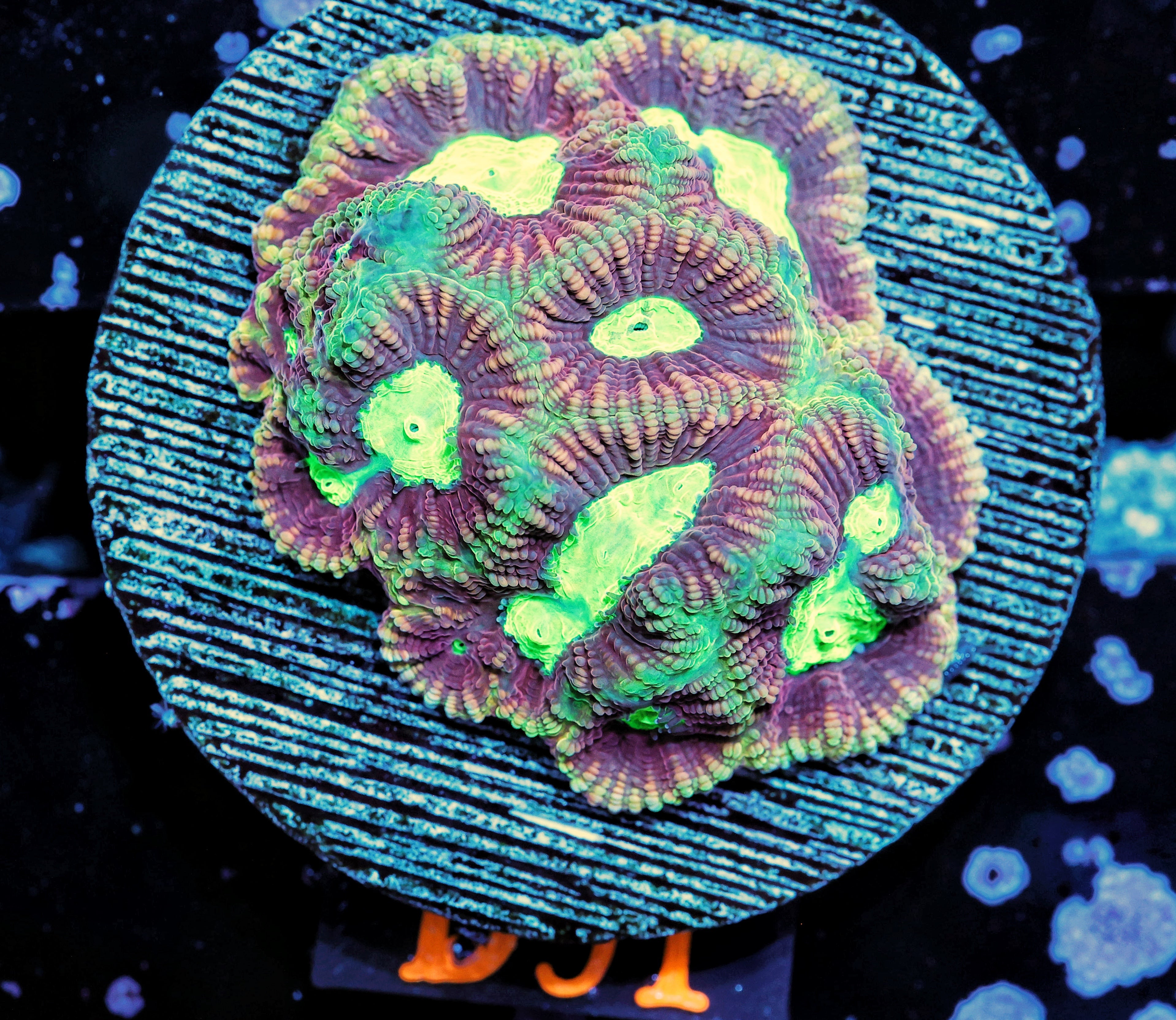 D91 WYSIWYG Dragon Soul Favia LPS Frag High Voltage Corals