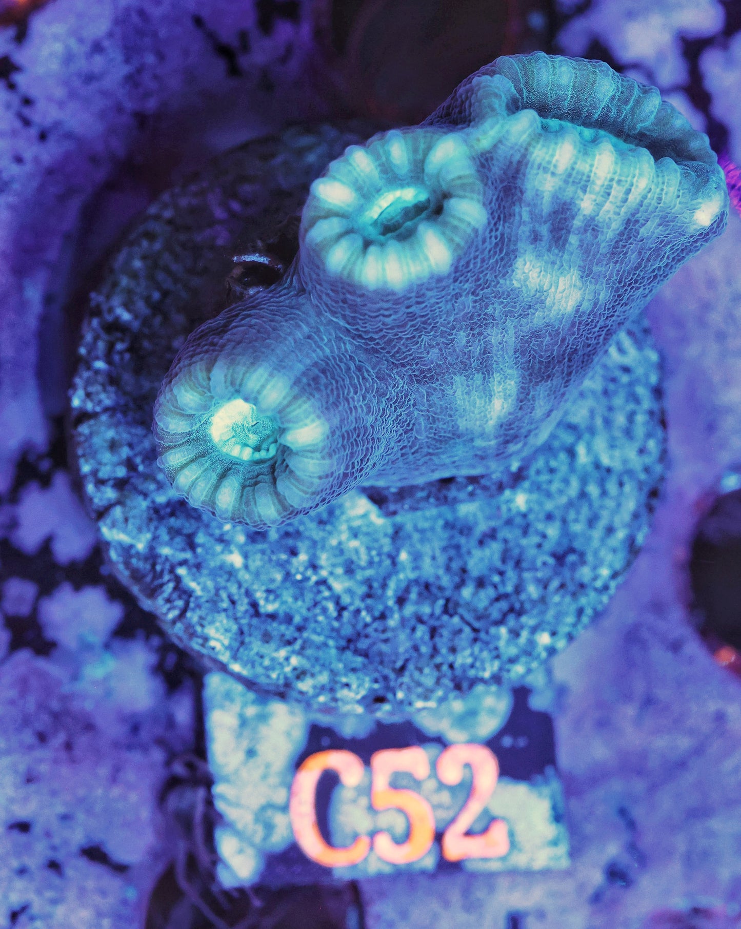 WYSIWYG C52 Multicolor Candy Cane Frag