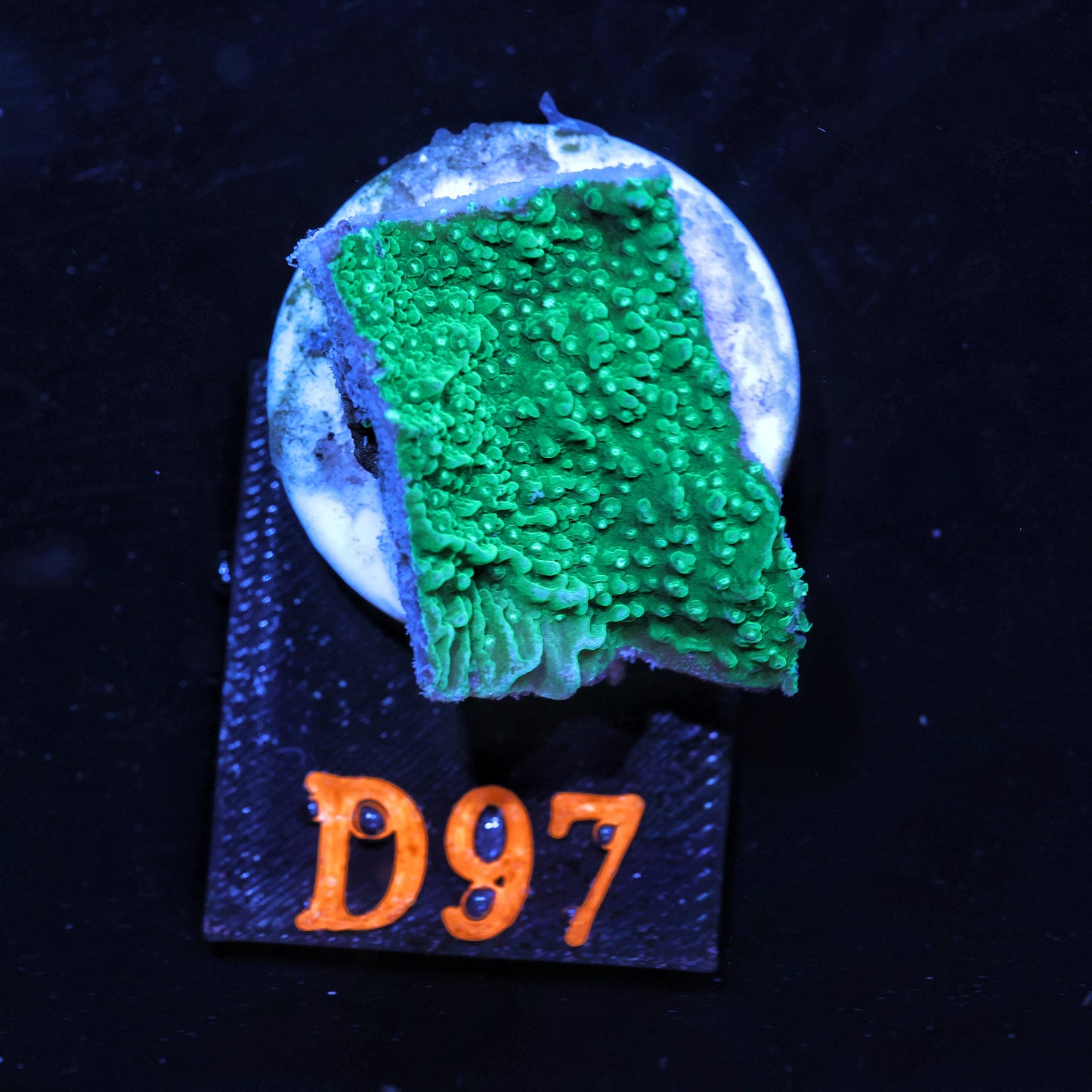 WYSIWYG D97 Green Montipora Capricornis Monti Cap SPS Coral Frag