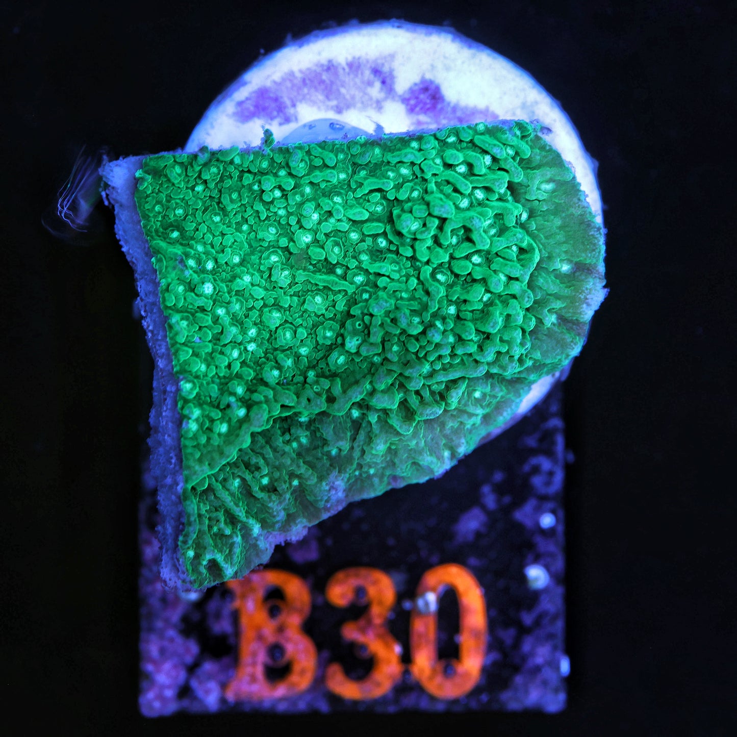 WYSIWYG B30 Green Montipora Capricornis Monti Cap SPS Coral Frag