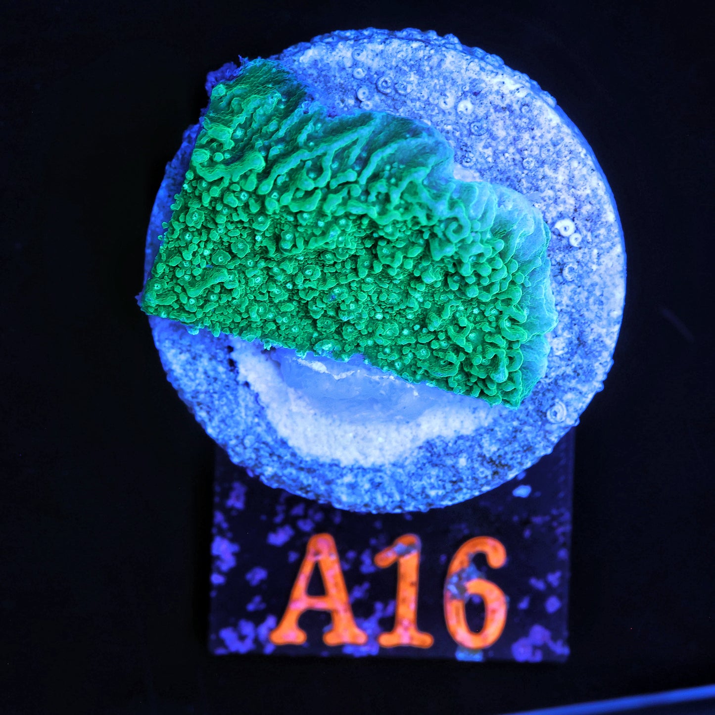 WYSIWYG A16 Green Montipora Capricornis Monti Cap SPS Coral Frag