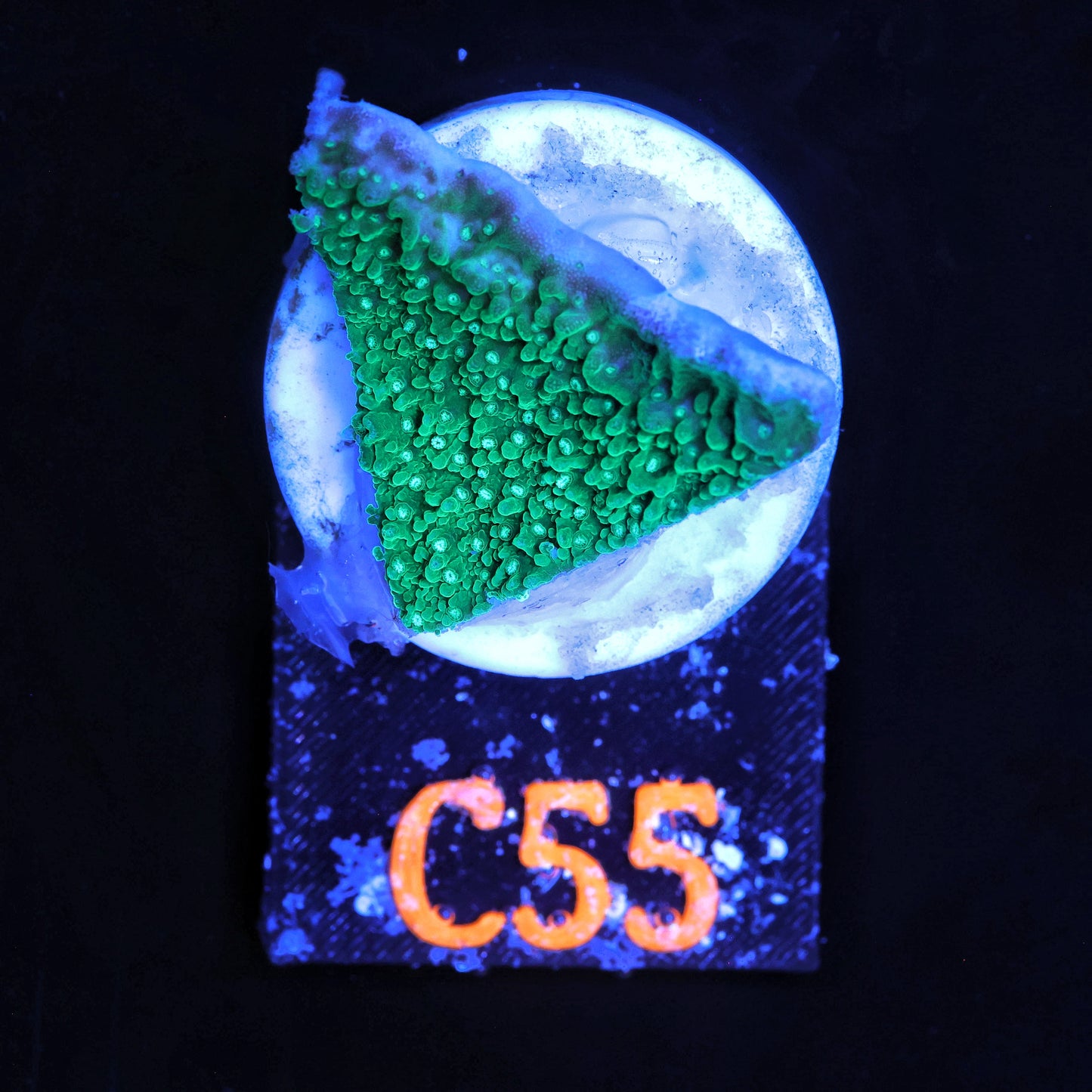 WYSIWYG C55 Green Montipora Capricornis Monti Cap SPS Coral Frag