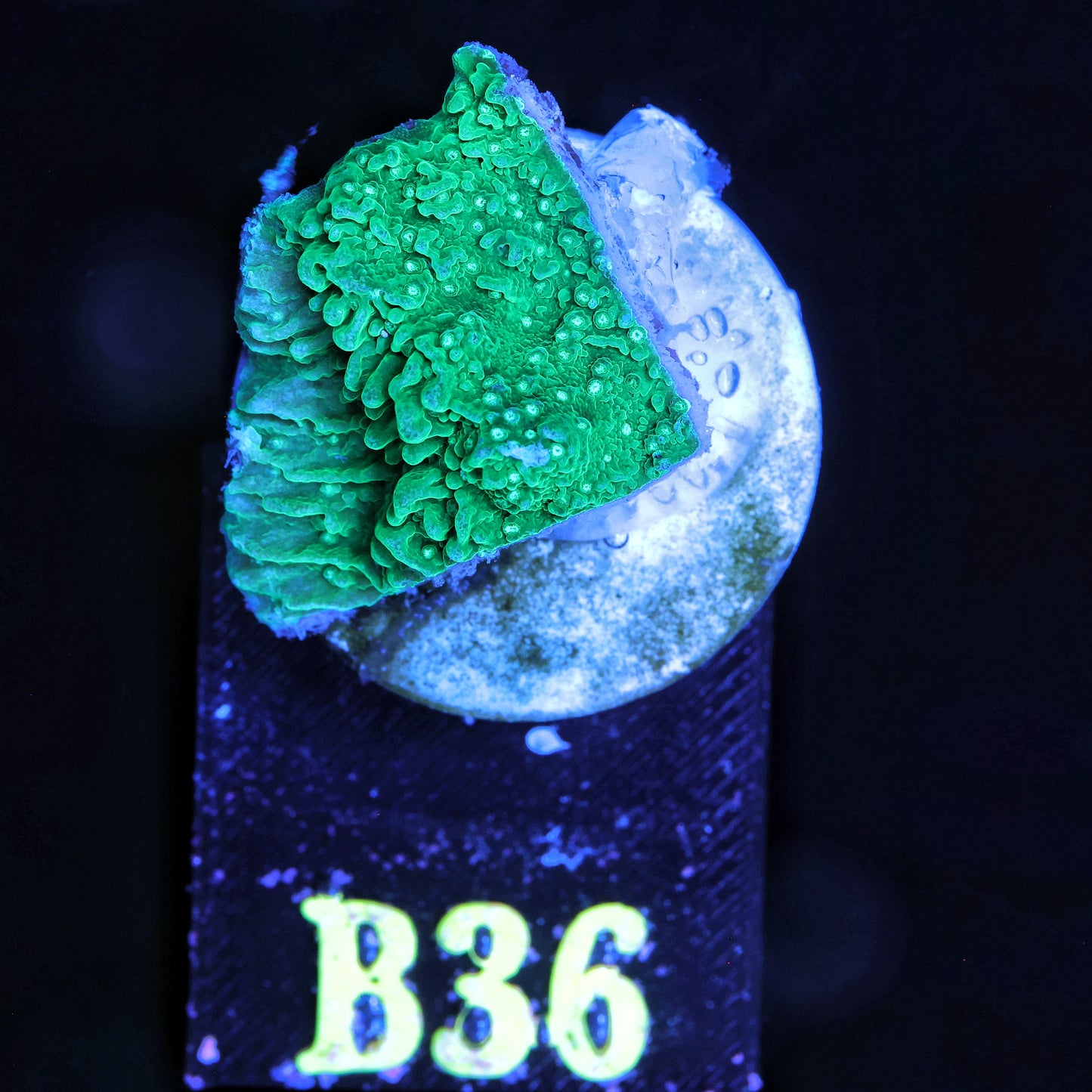 WYSIWYG B36 Green Montipora Capricornis Monti Cap SPS Coral Frag