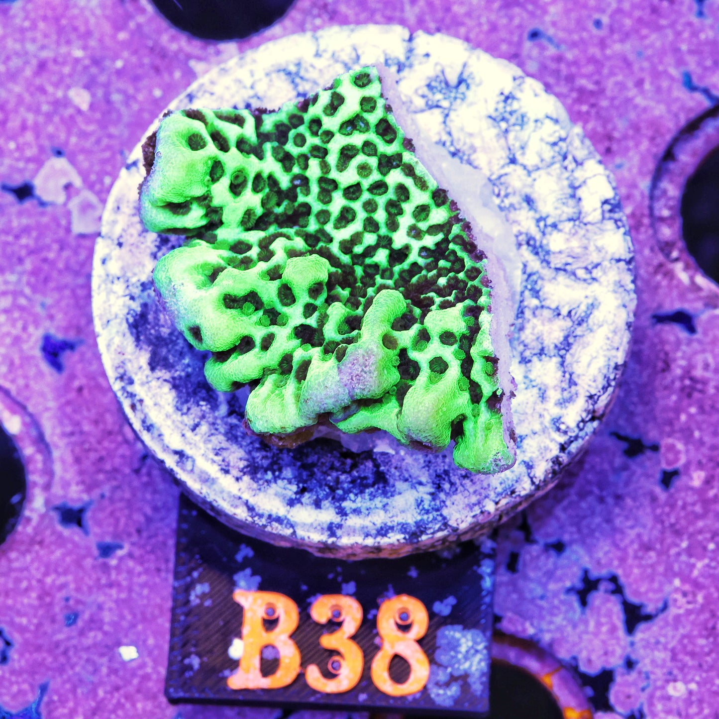 WYSIWYG B38 Green Montipora MontiSPS Coral Frag
