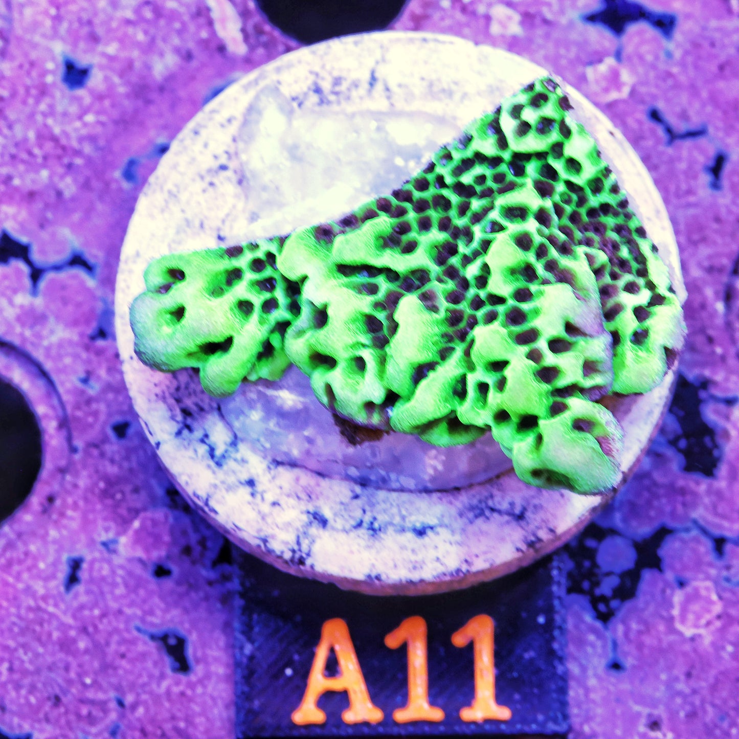 WYSIWYG A11 Green Montipora MontiSPS Coral Frag