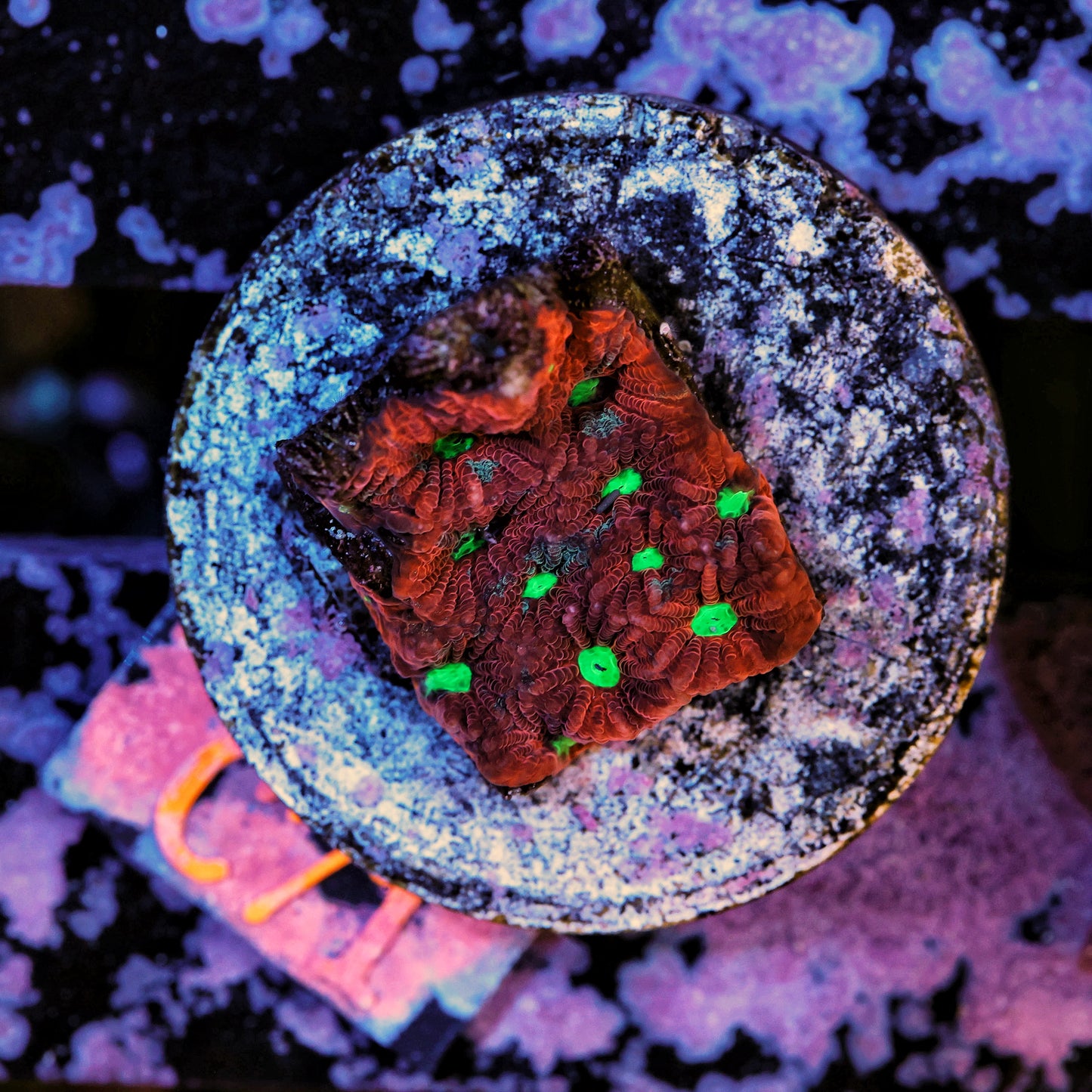WYSIWYG C71 War Coral Favites LPS Frag