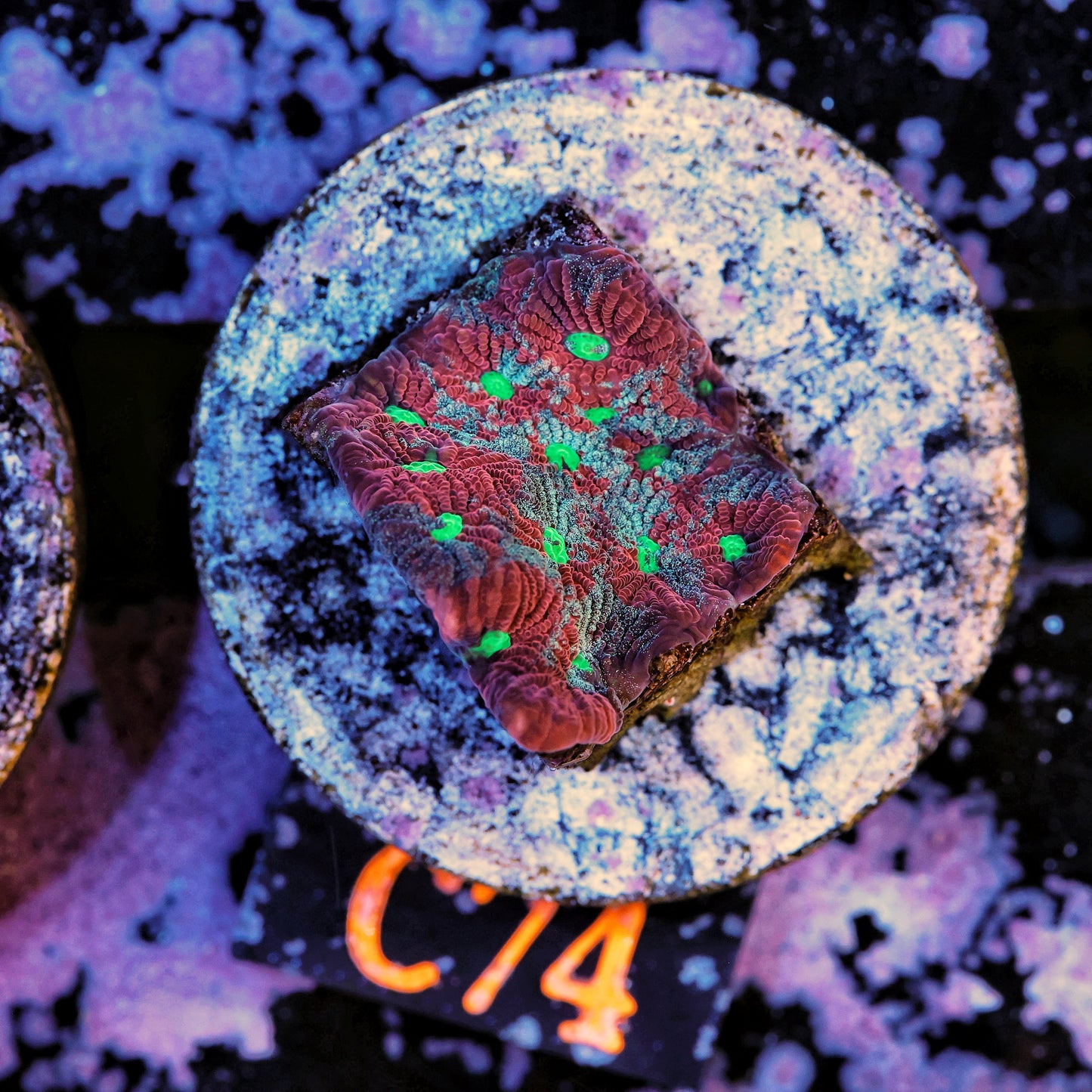 WYSIWYG C74 War Coral Favites LPS Frag