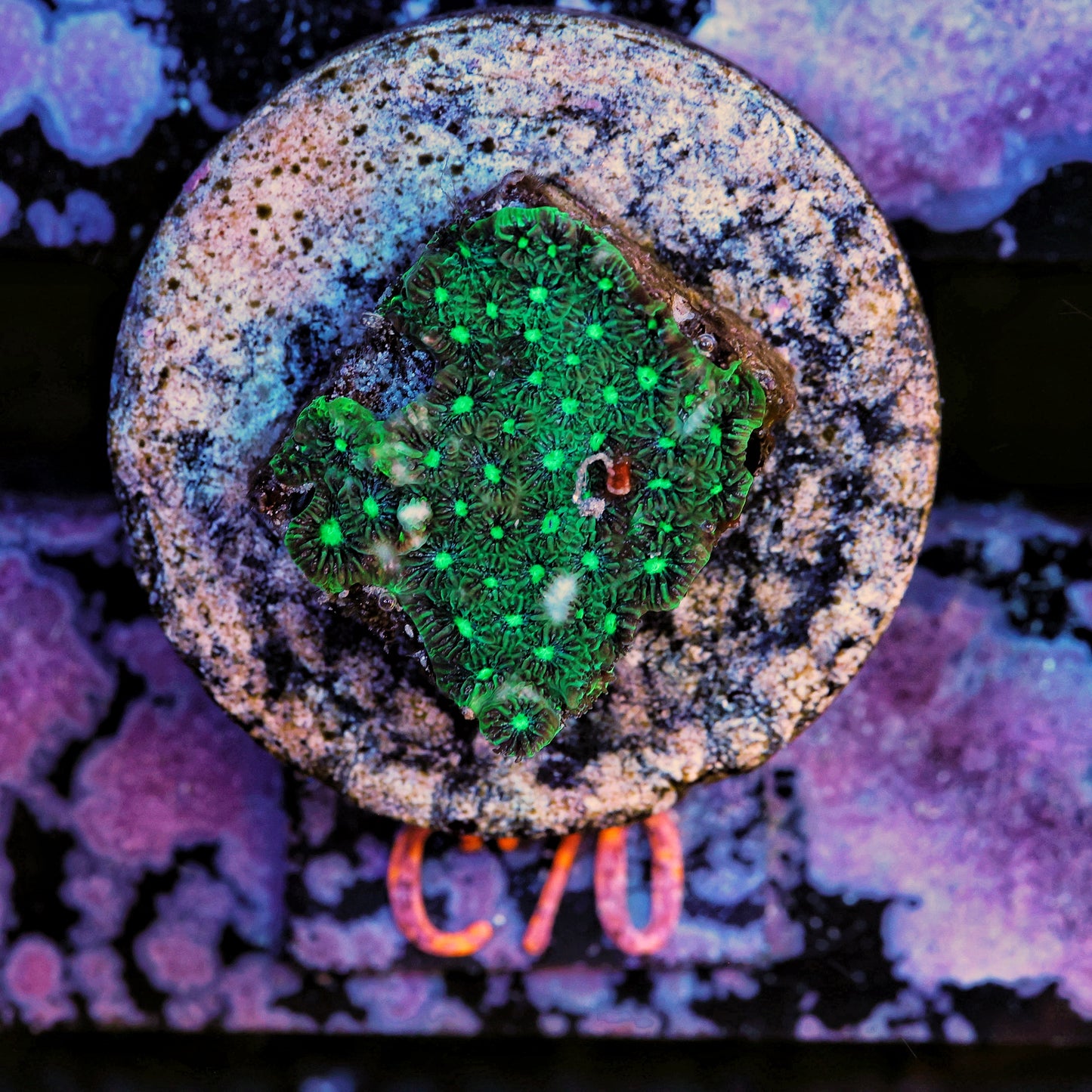 WYSIWYG C70 Green Leptastrea Frag