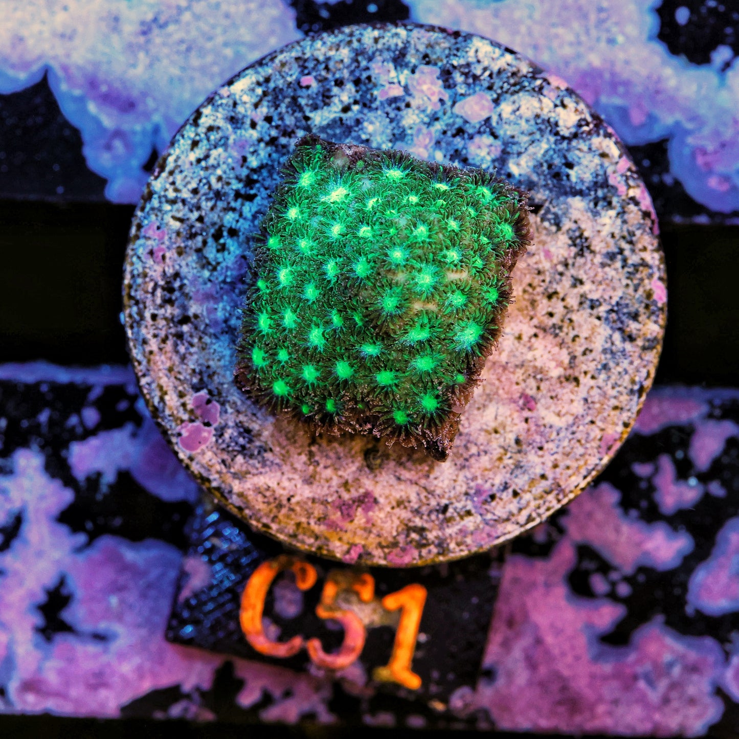 WYSIWYG C51 Green Leptastrea Frag