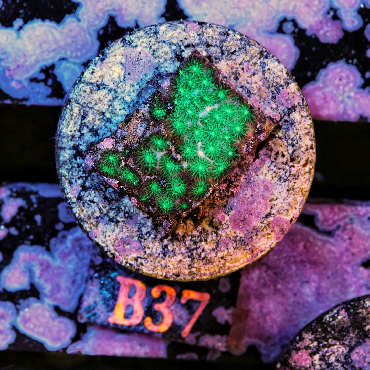 WYSIWYG B37 Green Leptastrea Frag