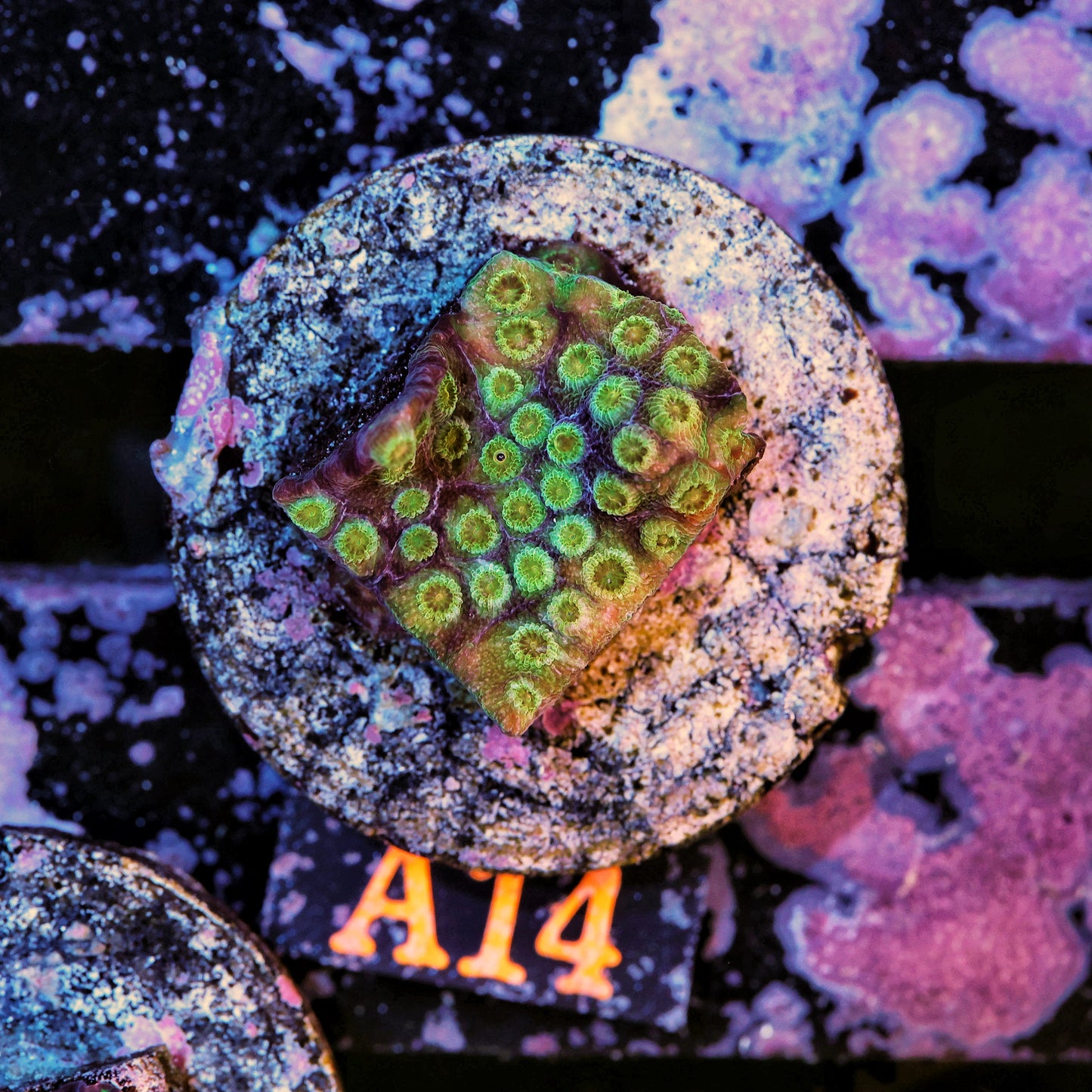 WYSIWYG A14 Green Cyphastrea Frag
