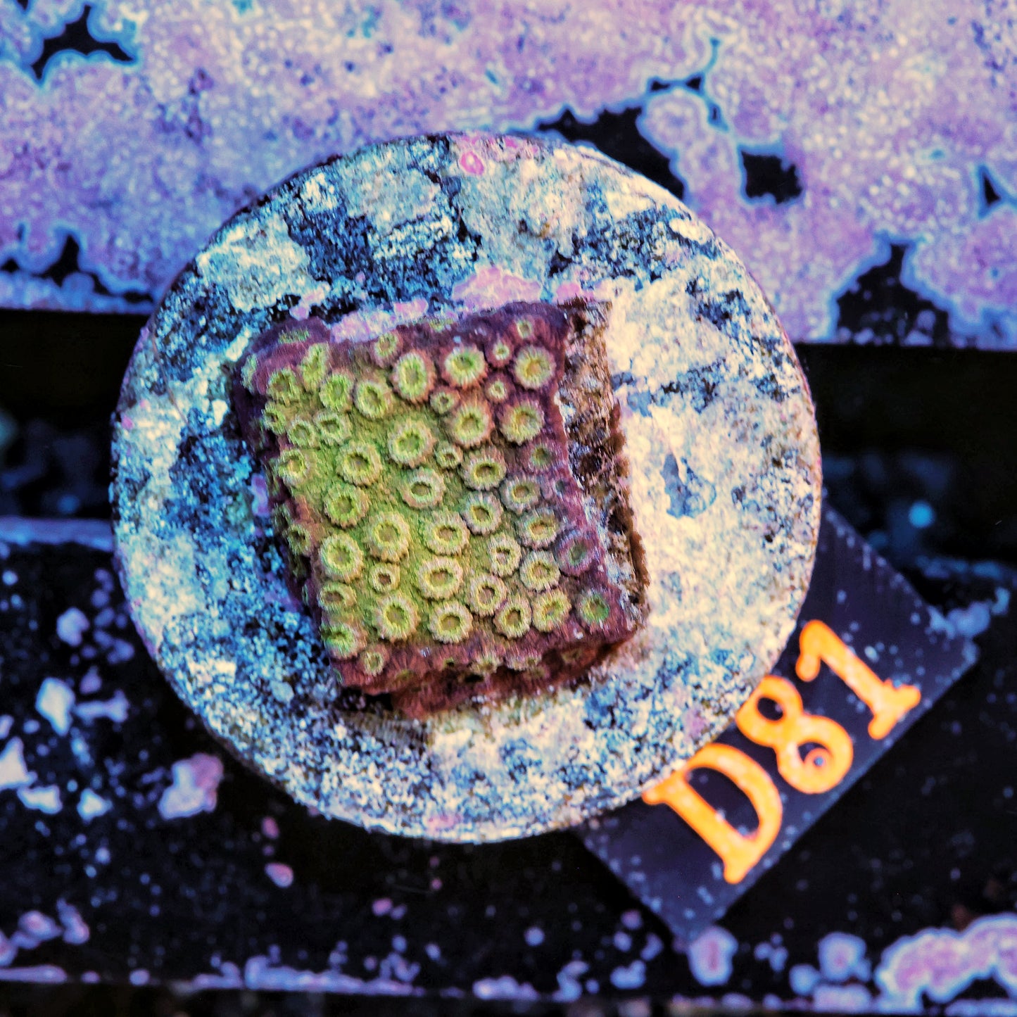 WYSIWYG D81 Yellow and Purple Cyphastrea Frag