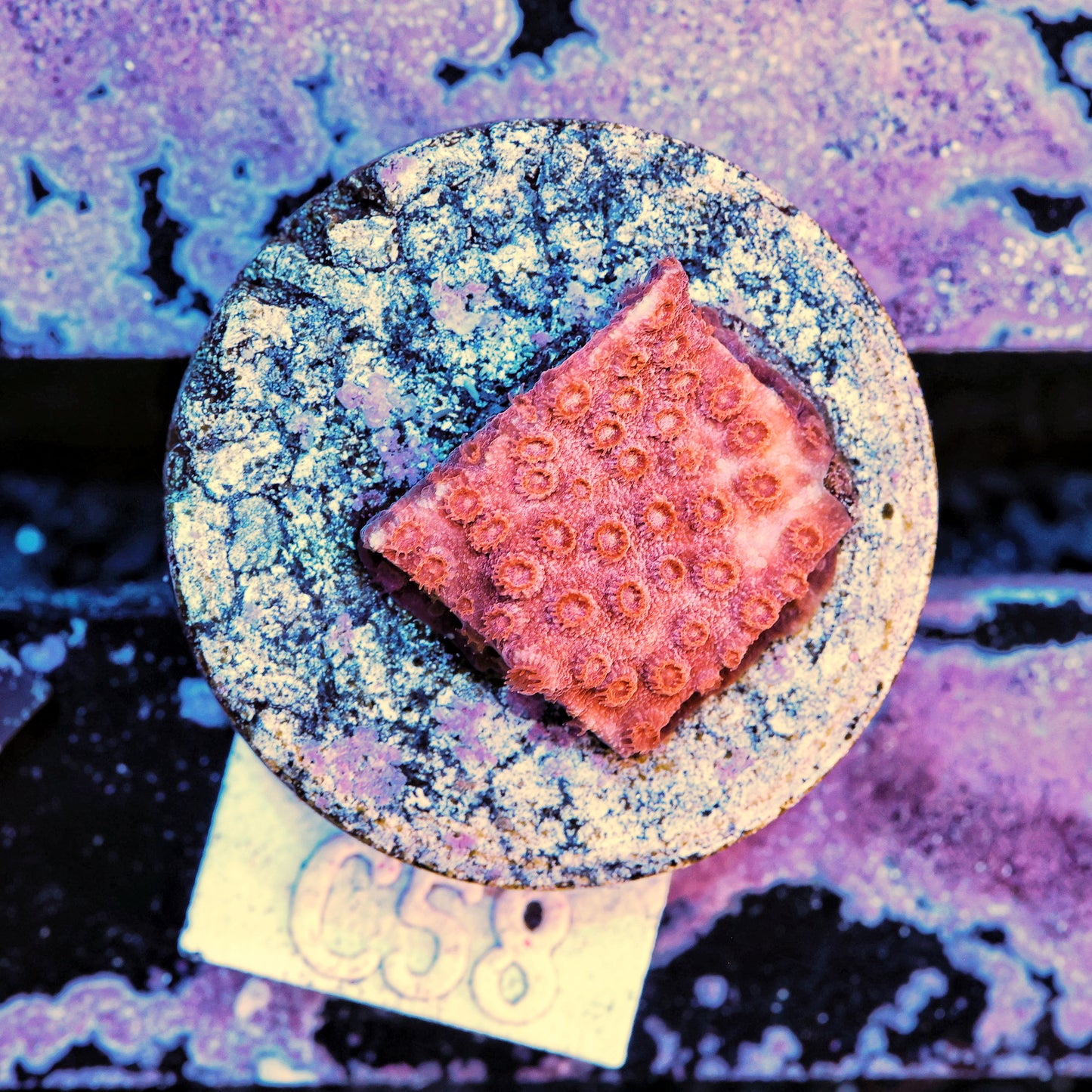 WYSIWYG C58 Raspberry Pink Red Cyphastrea Frag