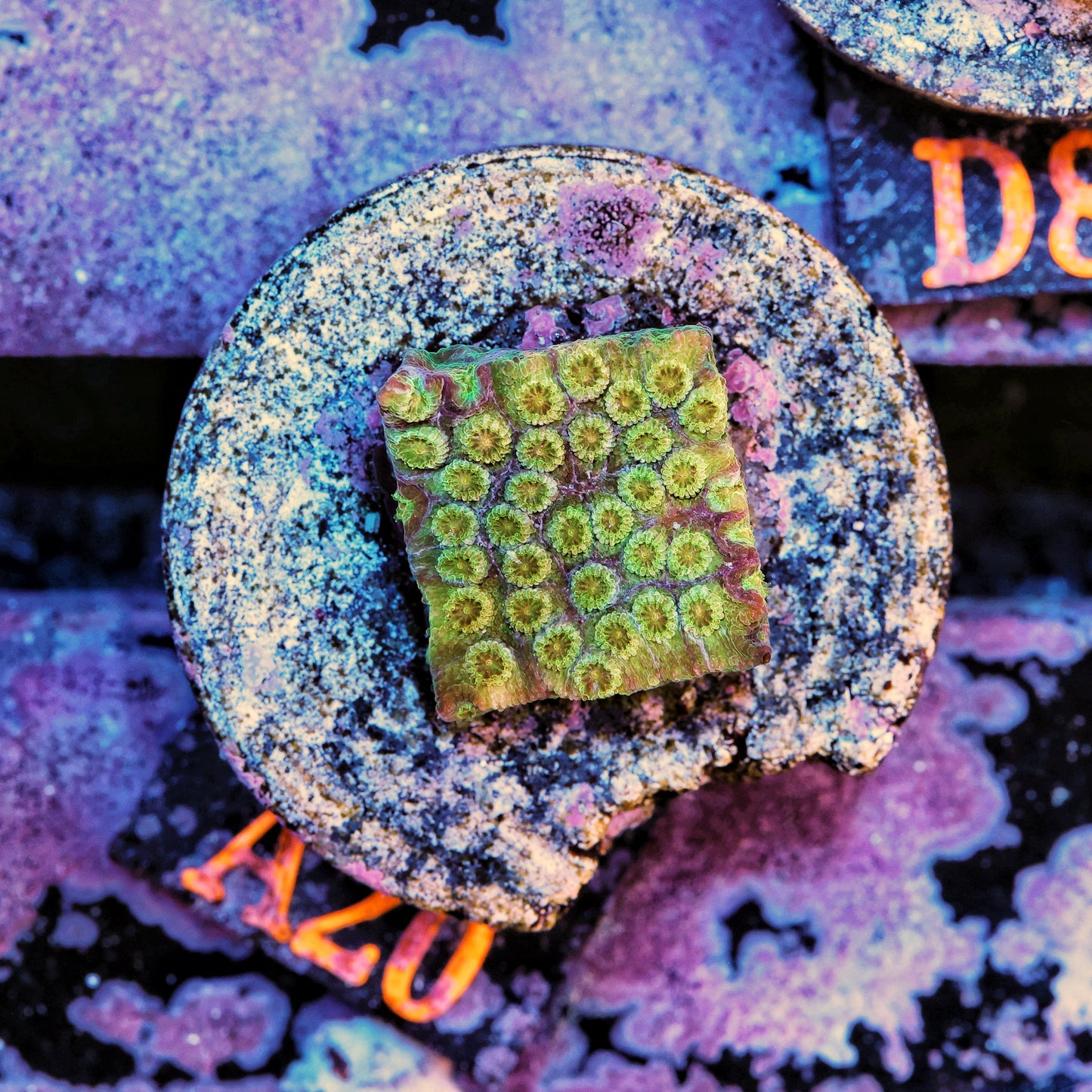 WYSIWYG A20 Yellow and Purple Cyphastrea Frag