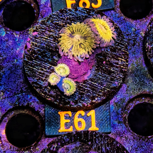 WYSIWYG Ultra Zoa Zoanthid Zoanthids zoas Soft Coral E61
