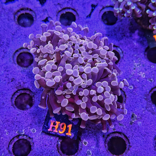 WYSIWYG Indo Pink Purple Four Head Hammer - H91