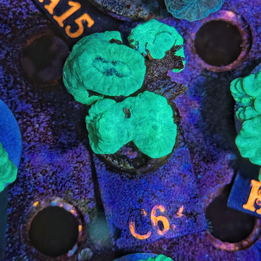 WYSIWYG Candy Cane C-63 Trumpet Coral Multiple Heads