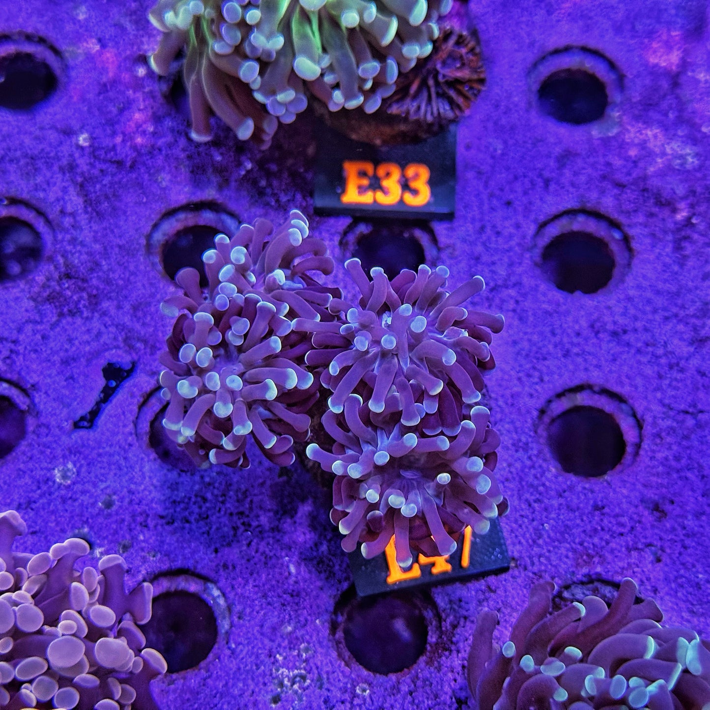 WYSIWYG Indo Purple Four Head Hammer - E7