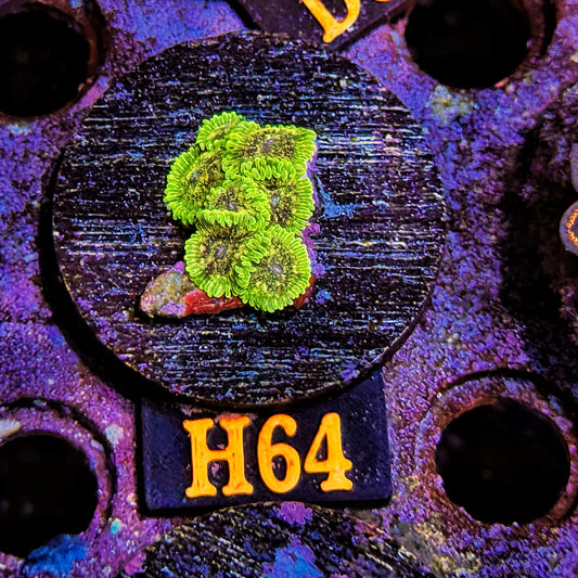 WYSIWYG Ultra Zoa Zoanthid Zoanthids zoas Soft Coral H64