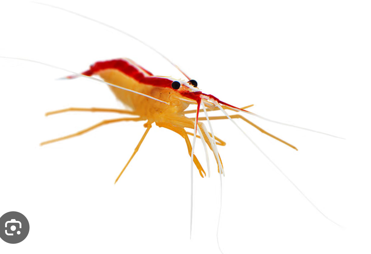 Cleaner Shrimp (Lysmata ambioinensis) - Large