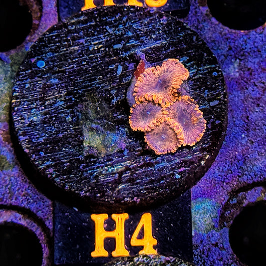 WYSIWYG Ultra Zoa Zoanthid Zoanthids zoas Soft Coral H4