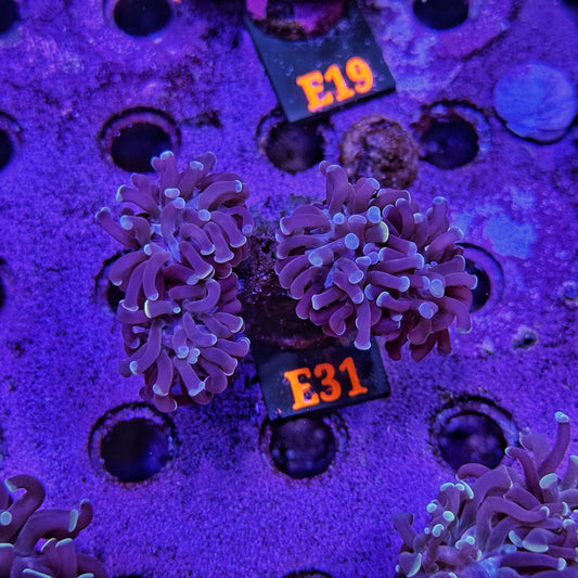 WYSIWYG Indo Purple Splitting Four Head Hammer - E31