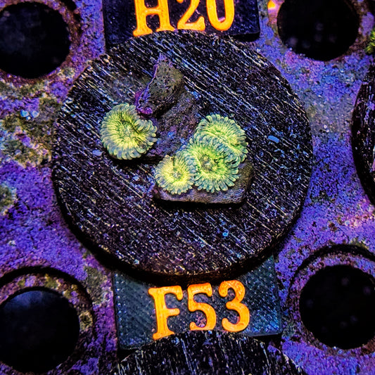 WYSIWYG Ultra Zoa Zoanthid Zoanthids zoas Soft Coral F53