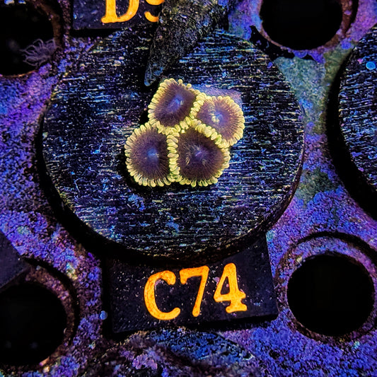 WYSIWYG Ultra Zoa Zoanthid Zoanthids zoas Soft Coral C74