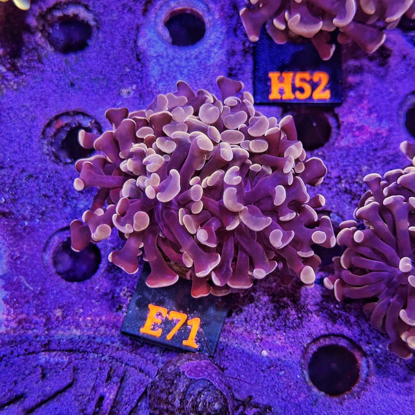 WYSIWYG Indo Peach Purple Triple Head Hammer - E71