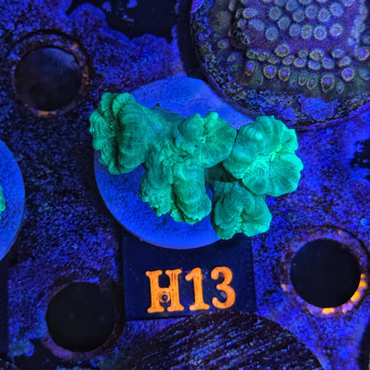 WYSIWYG Candy Cane H13 Trumpet Coral Multiple Heads