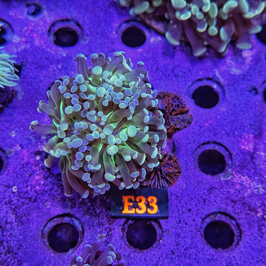 WYSIWYG Indo Green Triple Head Hammer - E33