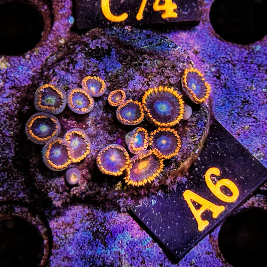 WYSIWYG Ultra Zoa Zoanthid Zoanthids zoas Soft Coral A6