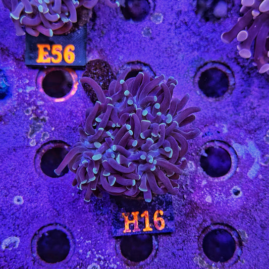 WYSIWYG Indo Purple Blue Tip Splitting Double Head Hammer - H16
