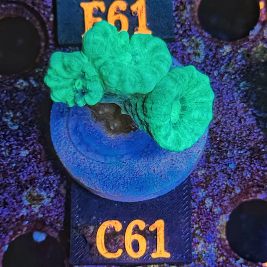 WYSIWYG Candy Cane C61 Trumpet Coral Multiple Heads